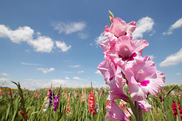 Gladioli Flower Essence