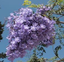 Load image into Gallery viewer, Jacaranda Flower Remedy