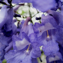 Load image into Gallery viewer, Jacaranda Flower Remedy