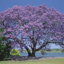 Load image into Gallery viewer, Jacaranda Flower Remedy