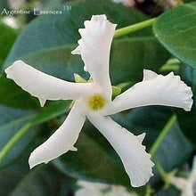 Load image into Gallery viewer, Jasmine Flower Remedy