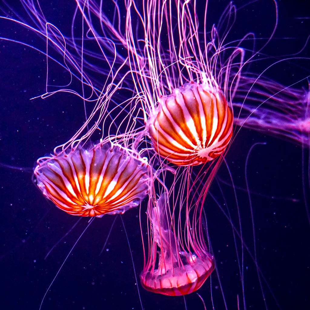 Jellyfish Essence Vibrational Remedy
