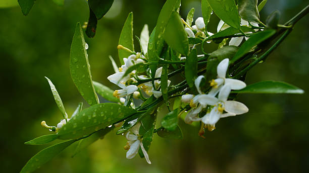 Kumquat Flower Essence