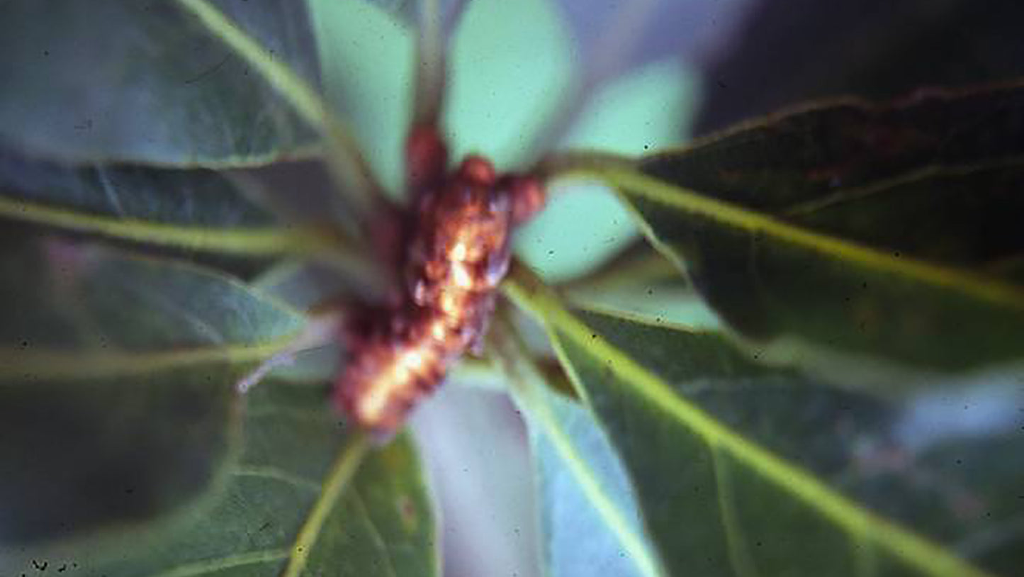 Laurus Nobilis Flower Essence from Brazil