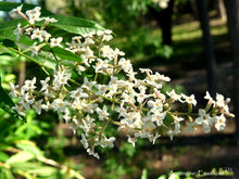 Load image into Gallery viewer, Lemon Verbena Flower Remedy