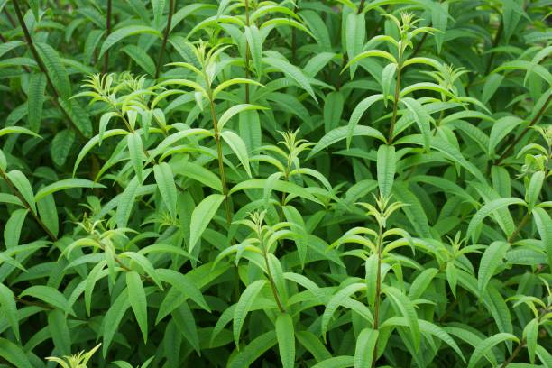 Lemon Verbena Flower Remedy