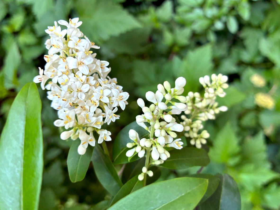 Ligustrum Flower Essence – Petite Fleur