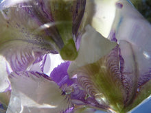 Load image into Gallery viewer, Lilac & White Iris Flower Remedy