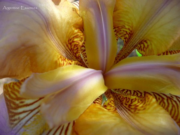 Lilac & Yellow Iris Flower Essence Remedy