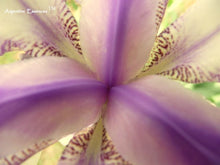Load image into Gallery viewer, Lilac & White Iris Flower Remedy