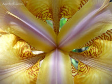 Load image into Gallery viewer, Lilac & Yellow Iris Flower Remedy