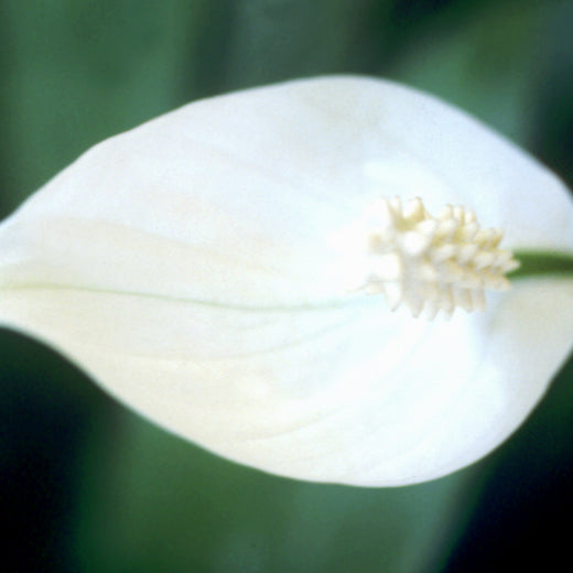 Peace Lily flower Remedy from Brazil