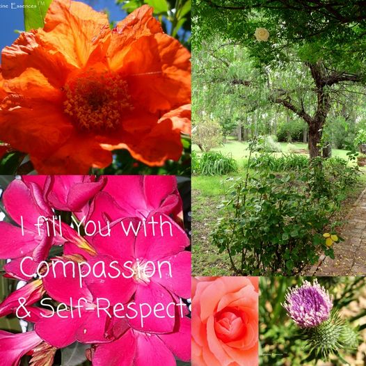 LOVE ME Flower Essence Combination Remedy (Dosage)