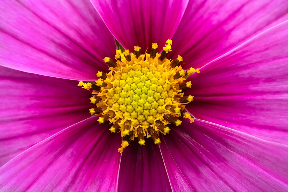 Magenta Cosmos Flower Essence