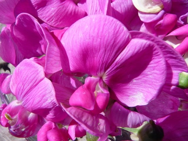 Magenta Pink Sweet Pea Flower Remedy