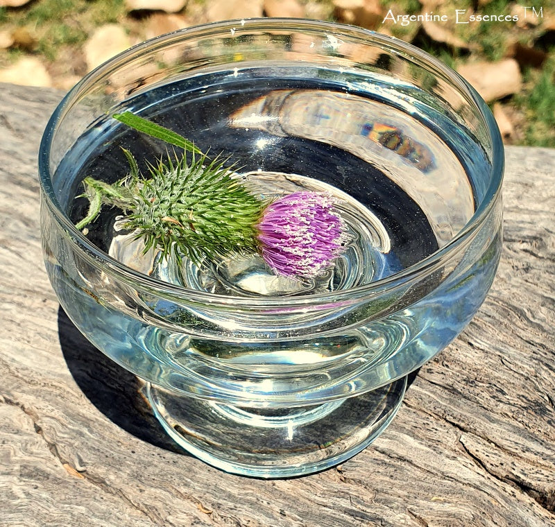 Milk Thistle Flower Essence