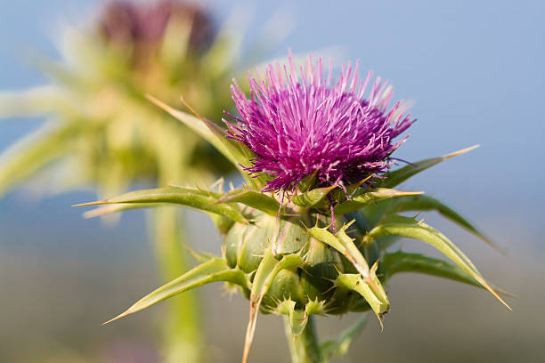 Milk Thistle Flower Essence