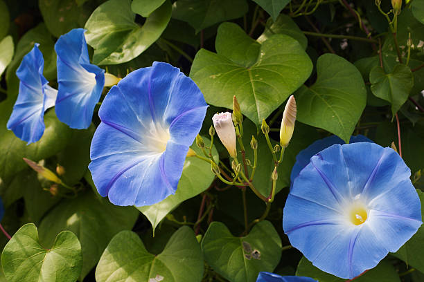 Morning Glory Flower Essence