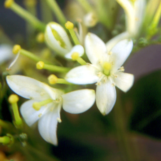 Myrtus Flower remedy