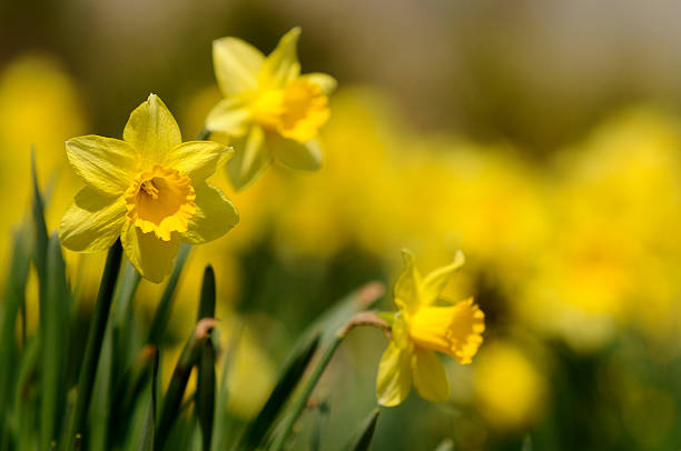 Narcissus Flower Remedy