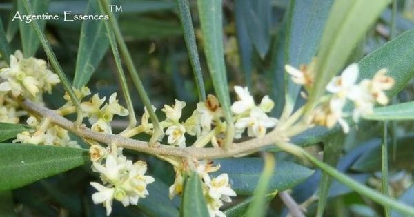 Olive Flower Remedy