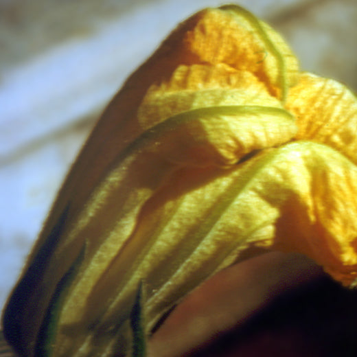 Pepo Flower Remedy