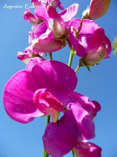 Load image into Gallery viewer, Magenta Pink Sweet Pea Flower Remedy