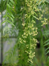Load image into Gallery viewer, Pink Peppercorn  Flower Remedy