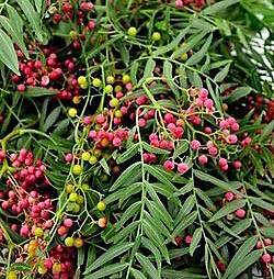 Pink Peppercorn Flower Remedy