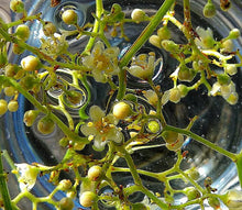 Load image into Gallery viewer, Pink Peppercorn  Flower Remedy