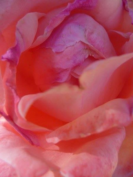 Pink Rose Flower Remedy