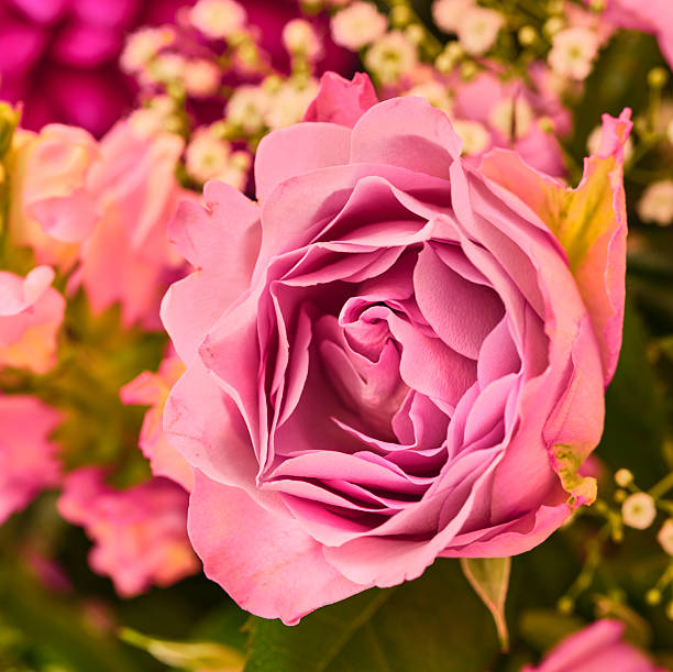 Pink Rose Flower Essence