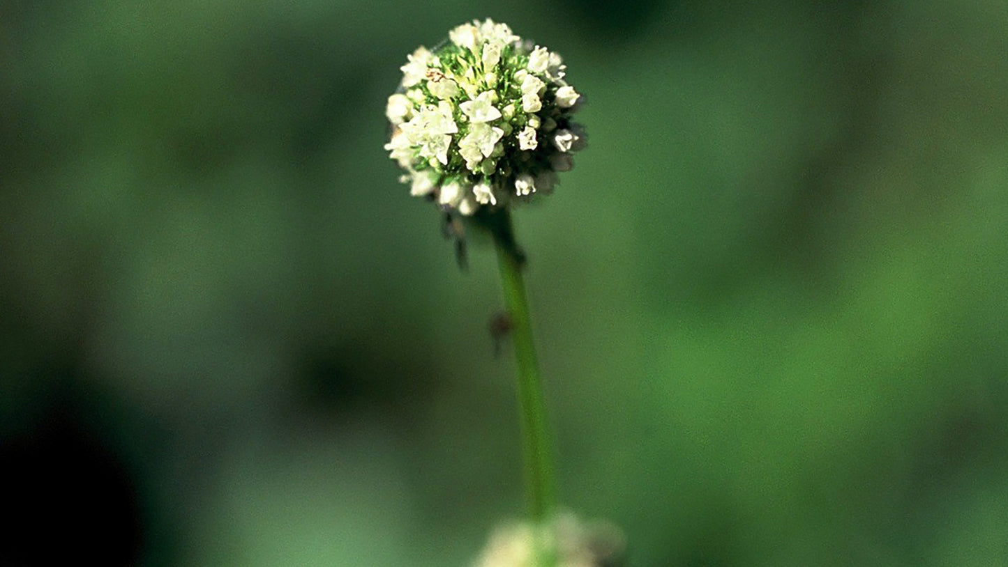 Poaia Flower Remedy
