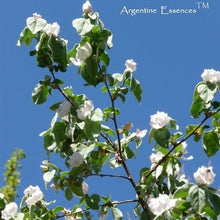 Load image into Gallery viewer, Quince Flower Remedy