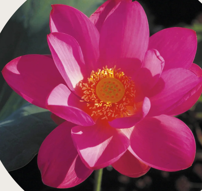 Red Lily Flower Remedy