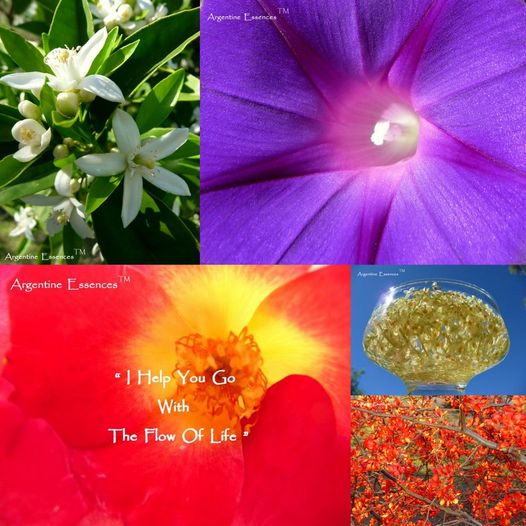" Revive Me " Flower Essence Remedy