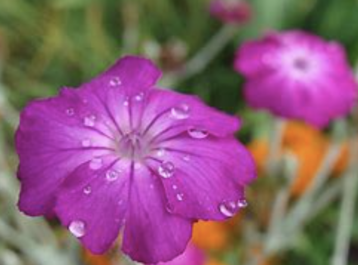 Rose Campion Flower Essence – Petite Fleur