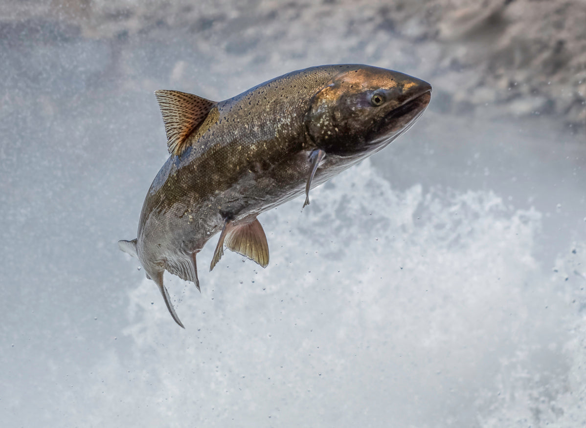 Salmon Essence Vibrational Remedy
