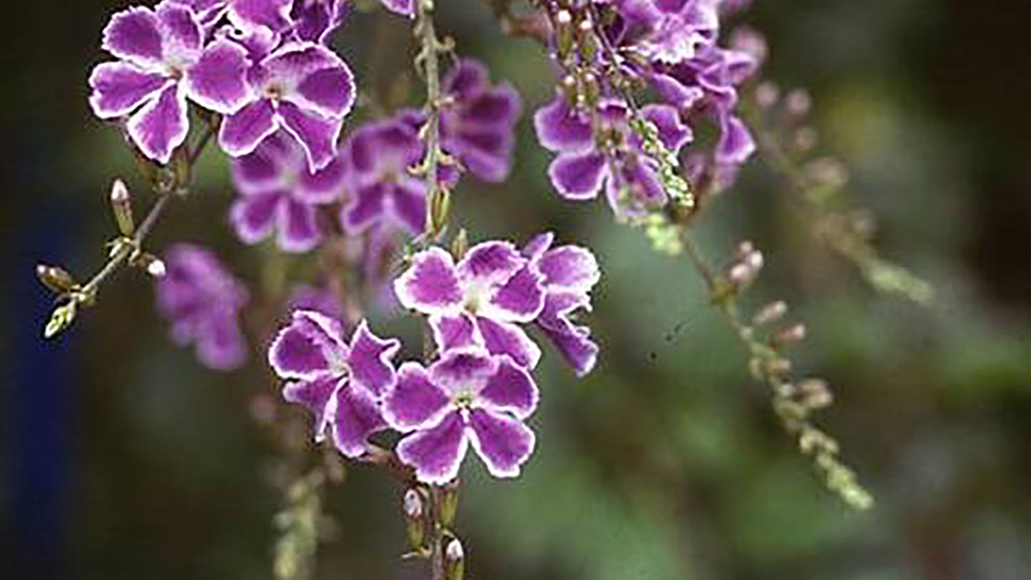Scorpius Flower Remedy from Brazil