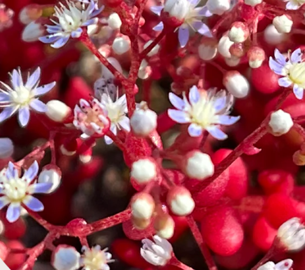 Sedum Flower Essence Remedy