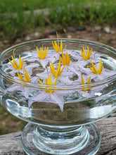Load image into Gallery viewer, Silverleaf Night Shade Flower Remedy