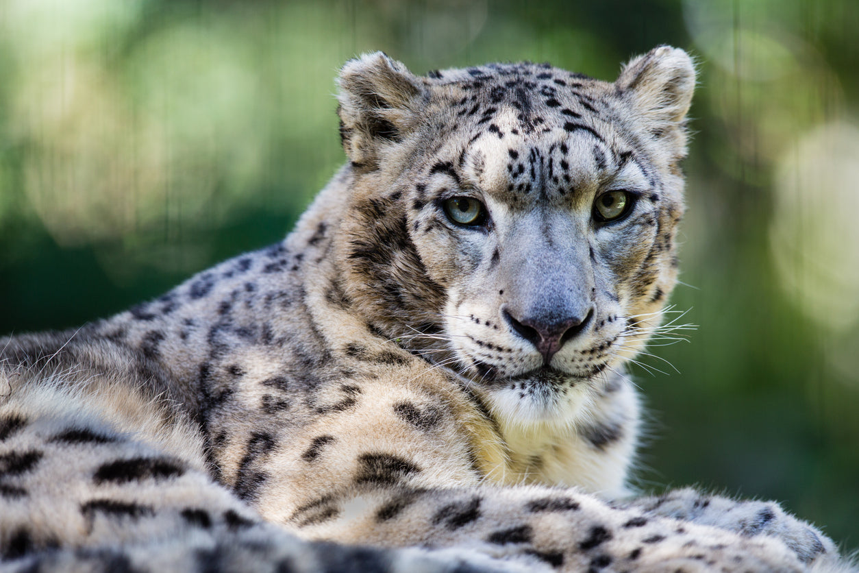 Snow Leopard Essence Vibrational Remedy