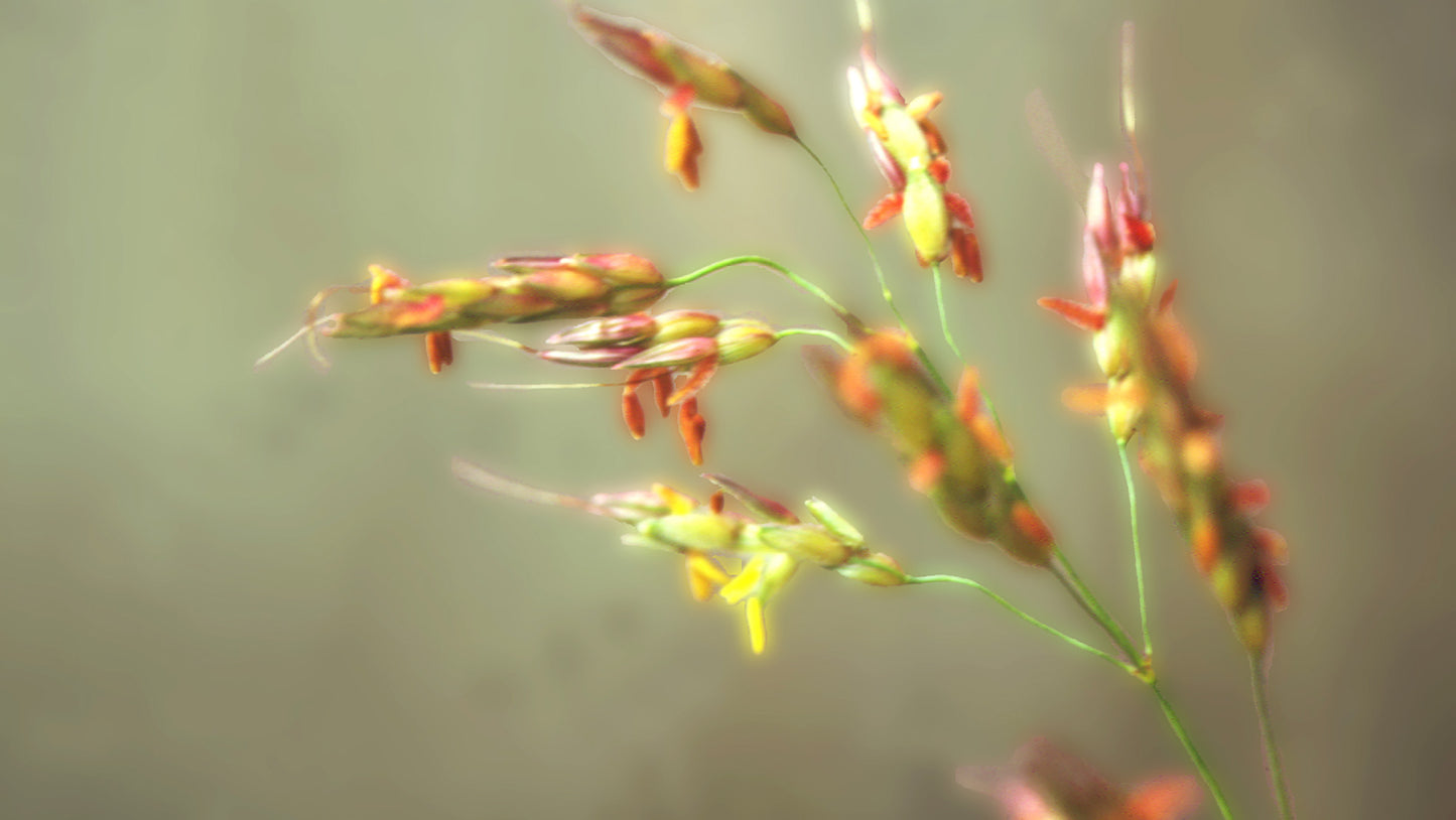 Sorgo (Sorghum) Flower Remedy from Brazil