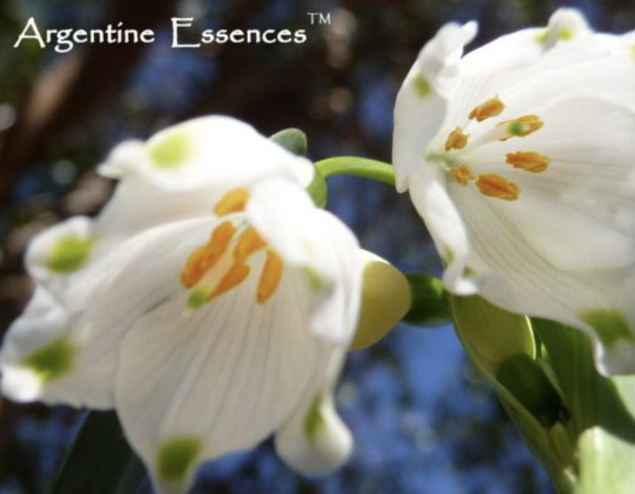 Spring Snowflake Flower Essence — Argentine Essences