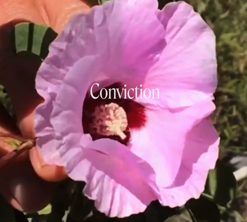 Sturt Desert Rose Flower Essence Remedy