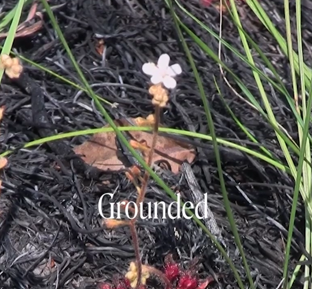 Sundew Flower Essence Remedy