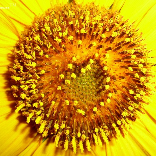 Sunflower Remedy