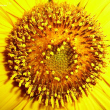 Load image into Gallery viewer, Sunflower Remedy