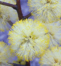 Load image into Gallery viewer, Sunshine Wattle Flower Essence Remedy