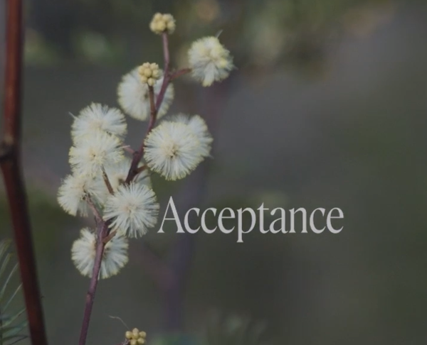 Sunshine Wattle Flower Essence Remedy